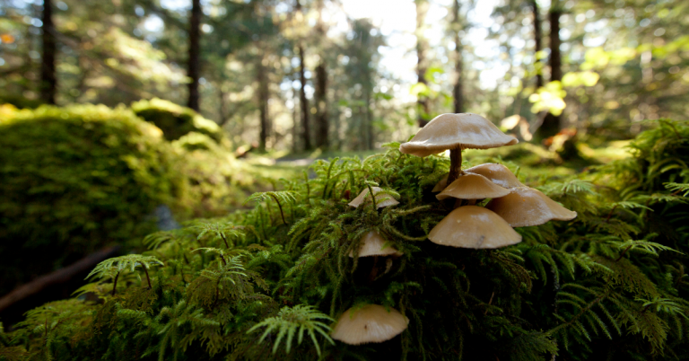 mushrooms and moss on the forest floor