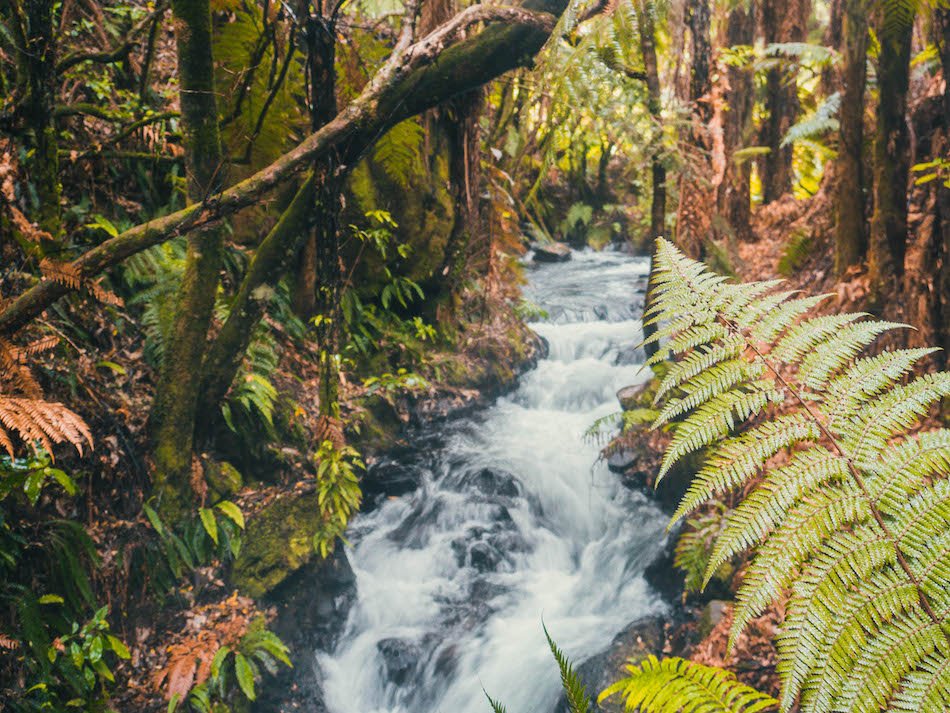 New Zealand waterfall Ecosystem