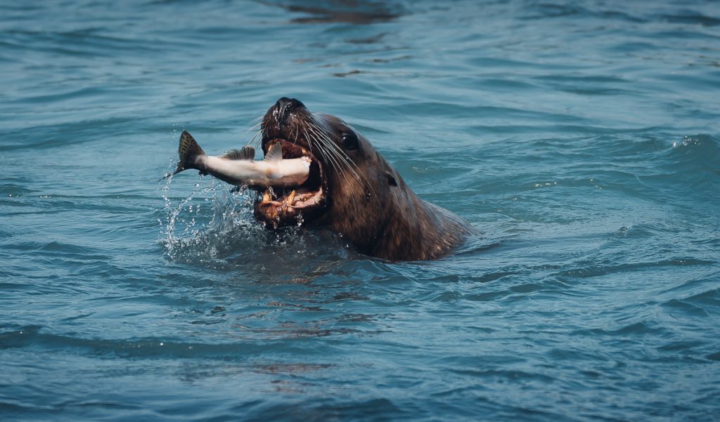 sea lion eats a salmon in the water