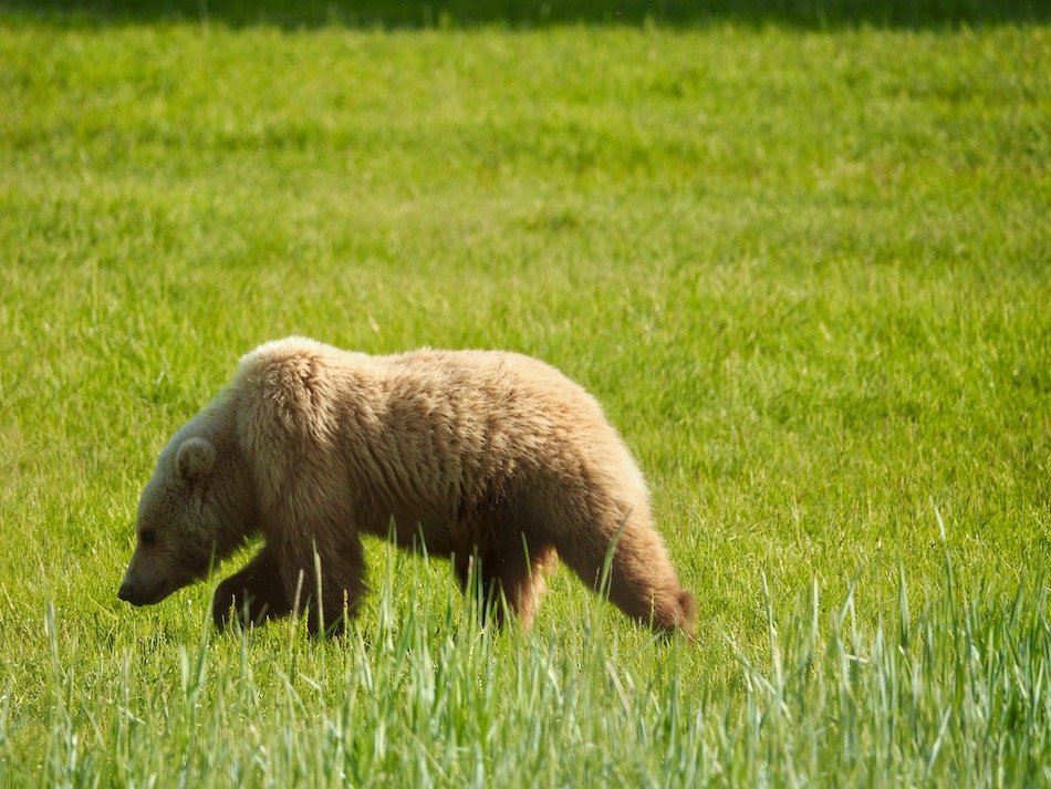 Alaska brown bear