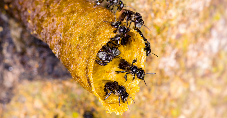 Billion bees foundation australian stingless bees