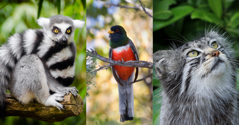Gaming for Conservation and the Environment