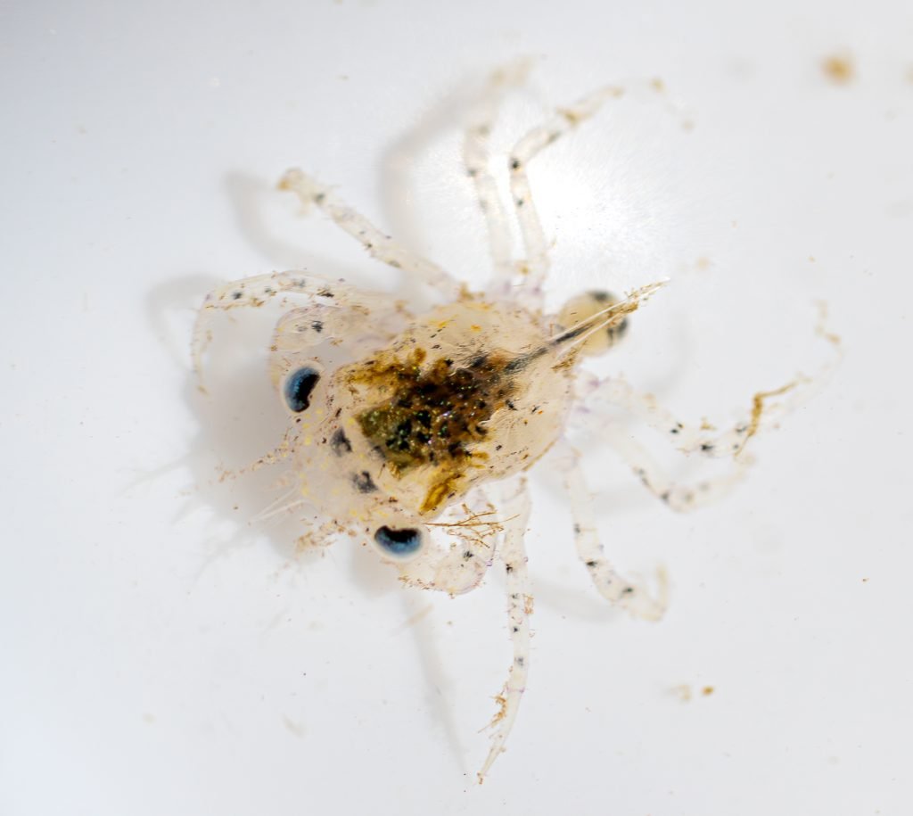 Dungeness crab megalopae Volunteer citizen science
