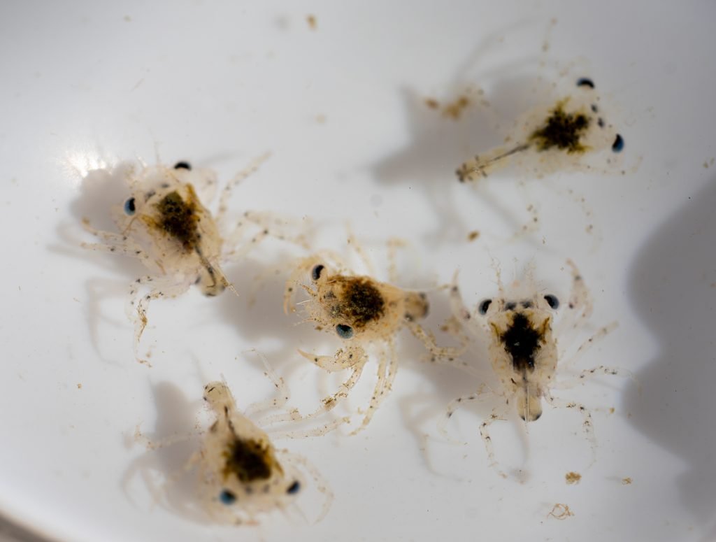 Dungeness  crab megalopae Volunteer citizen science 