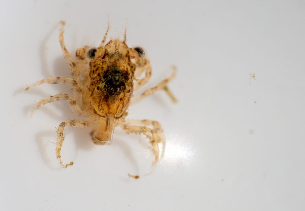 Dungeness  crab megalopae Volunteer citizen science 