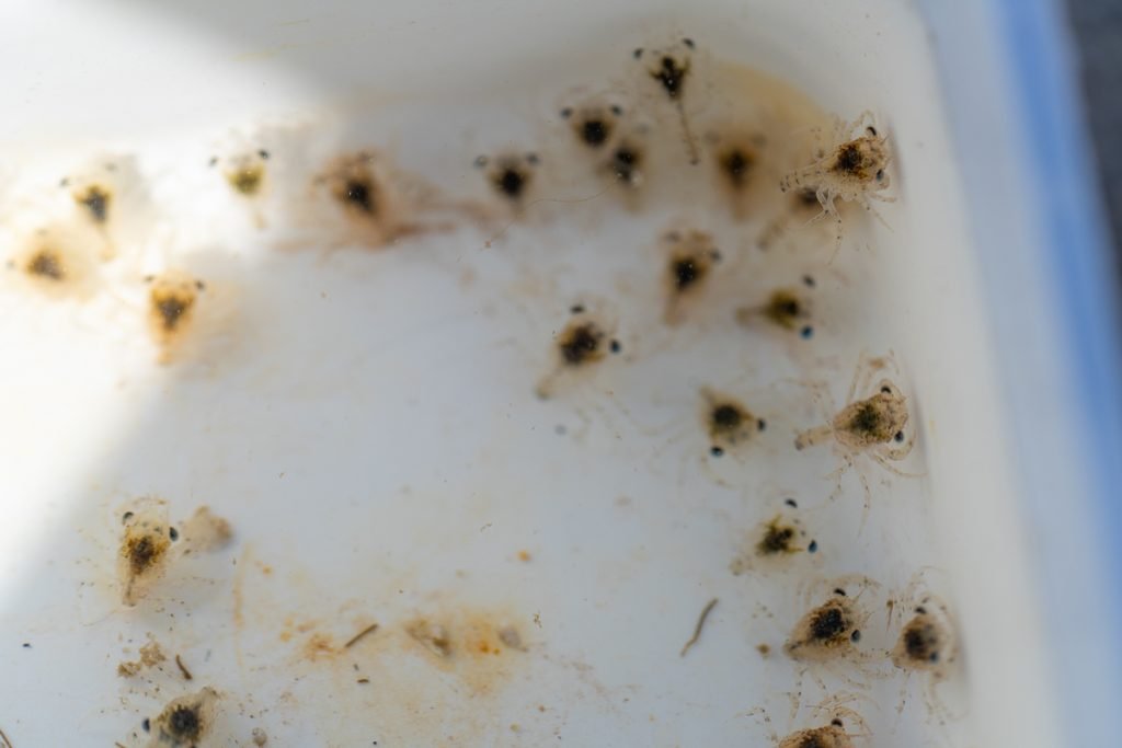 Dungeness  crab megalopae Volunteer citizen science 