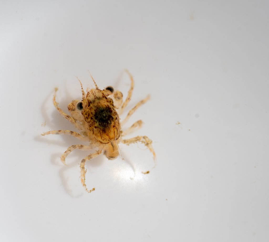 Dungeness  crab megalopae Volunteer citizen science 
