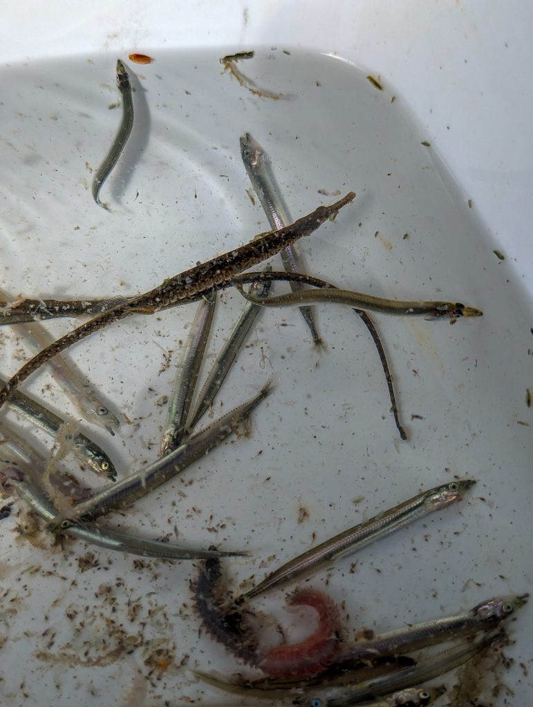 Pipefish volunteer research horseshoe bay