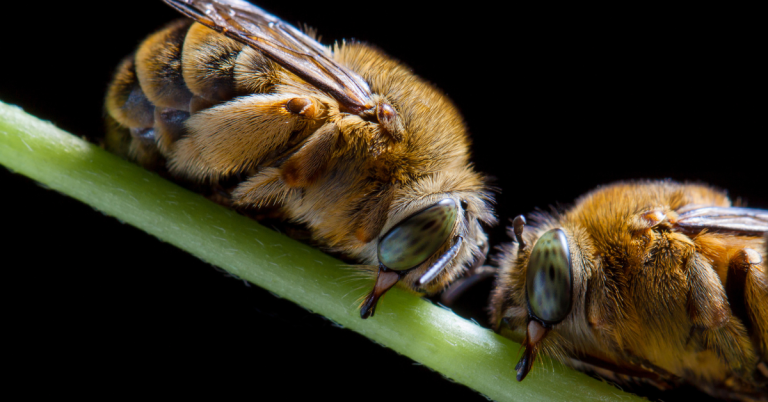 tips and actions for native bee conservation
