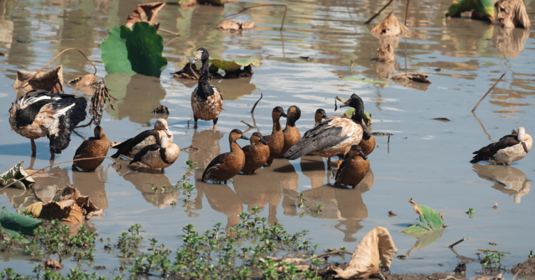 several species of waterbirds sit in an Australian wetland showcasing the diversity of birds and why bird-friendly actions matter.